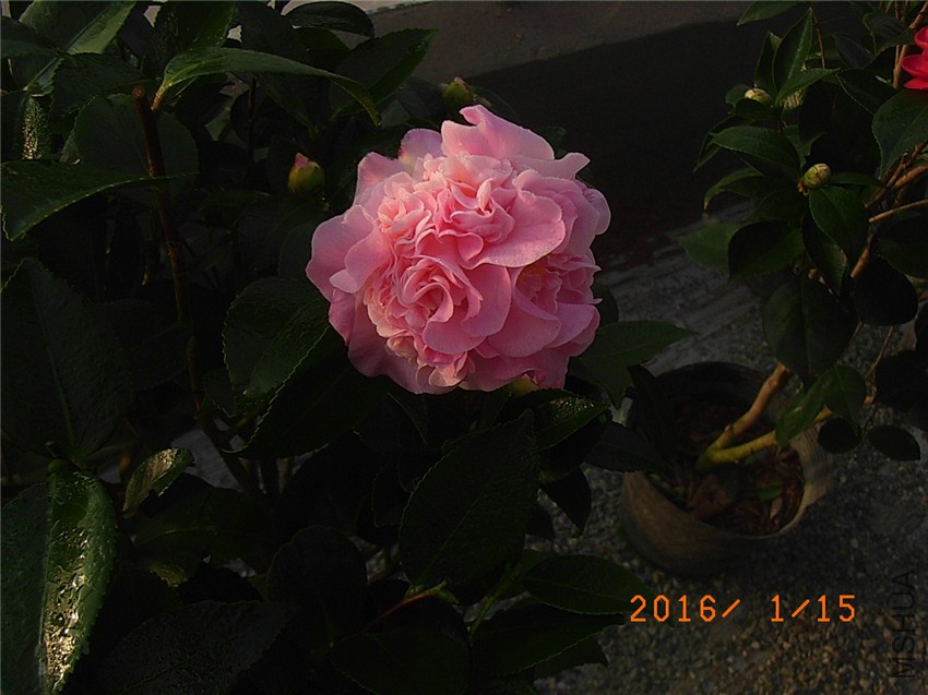 ���� (2).JPG