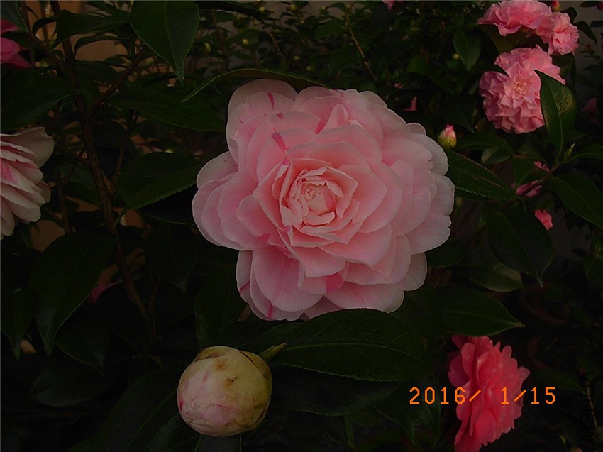 ����1 (1).JPG