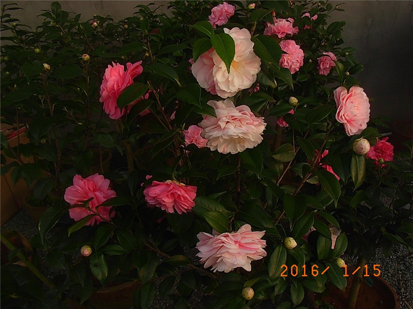 ����1 (2).JPG