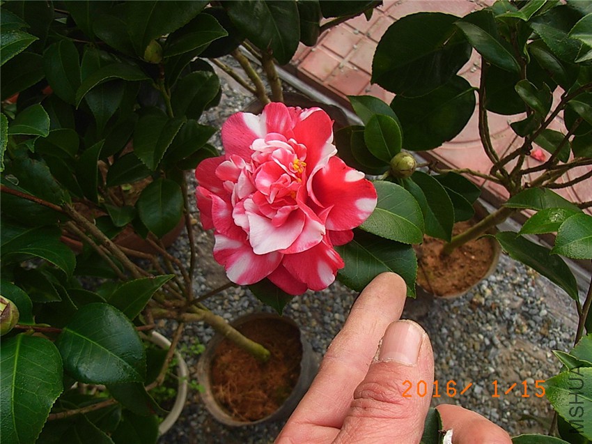 ��¶�� (1).JPG