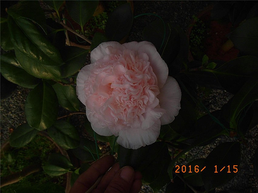 ����1 (1).JPG