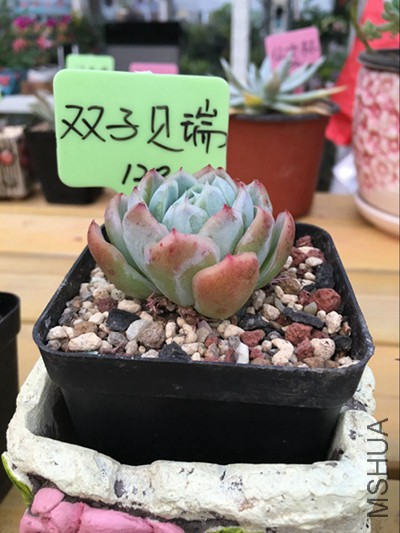 ����ܵ�˫�ӱ���.jpg