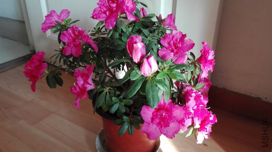 �޽ӵ�������