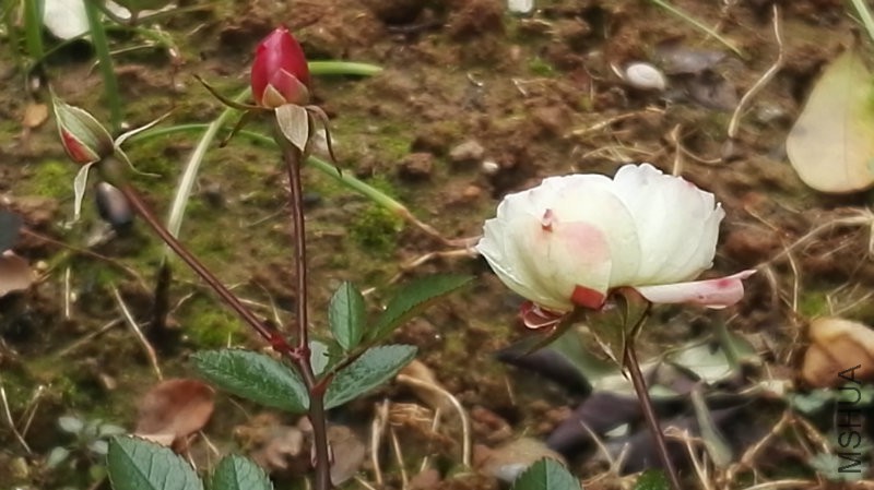 IMG_20160117_140049.jpg