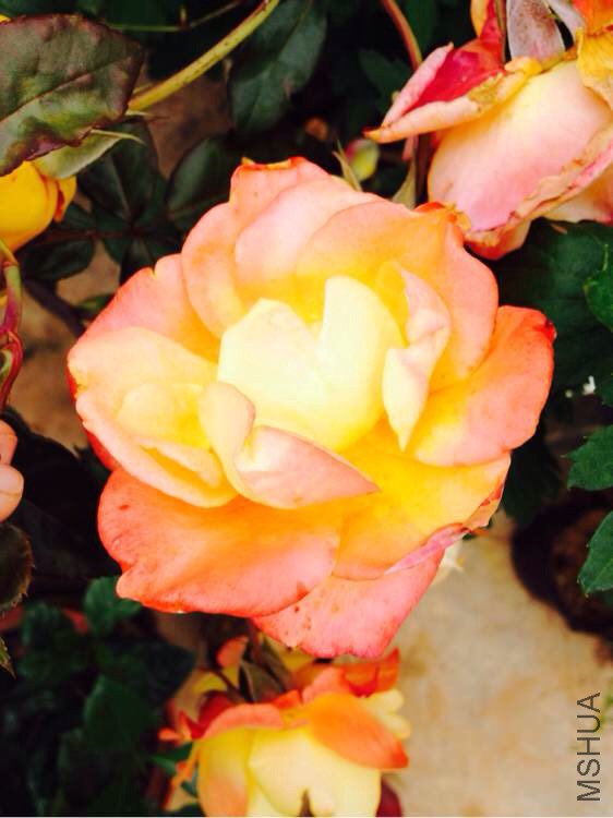 �������¼�