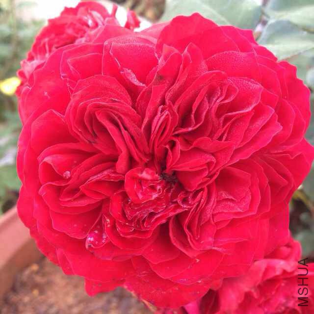 ��ɫ�����