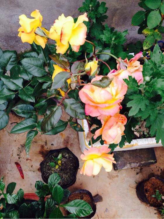 �������¼�