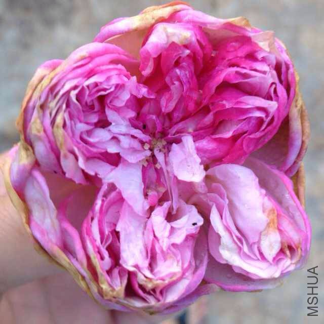 ����һ��ſ�������������澵