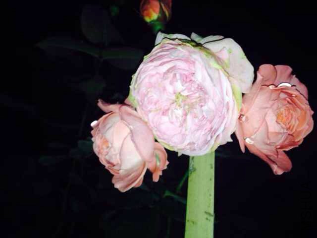 ���ջ�죬ä��