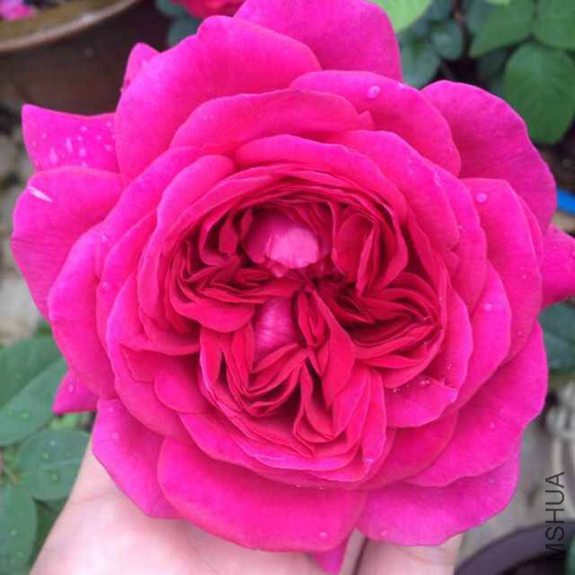 ��Ӱ����