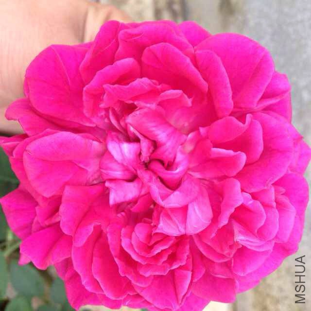 ���Ͳ��õĺ�Ӱ����