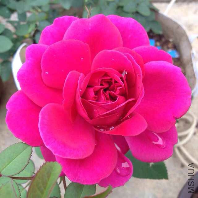 ��Ӱ����