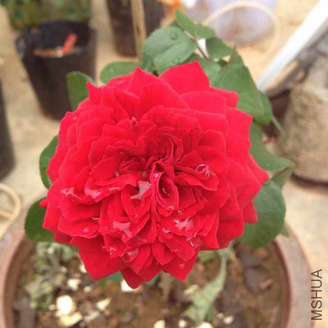 ��һ���ɫ�����