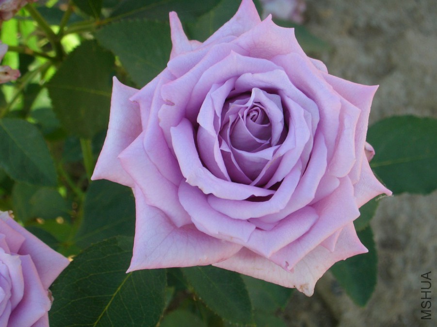 img10044261581.jpg