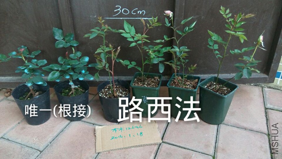 -52edba4e13cf8a44.jpg
