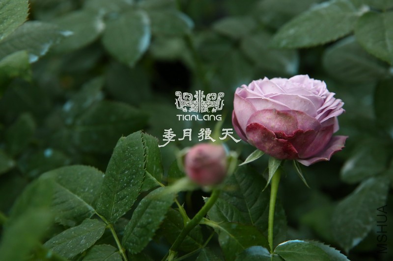 ������2Q2A3424.jpg