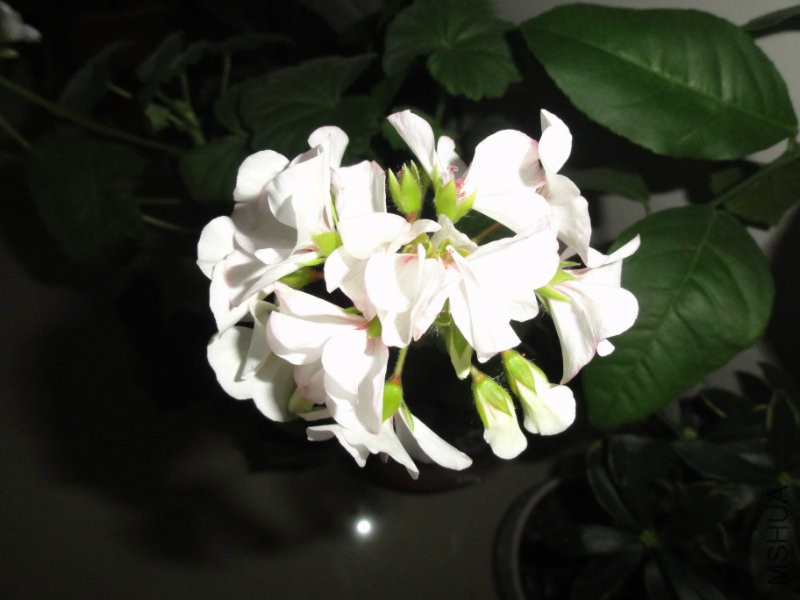 DSC00394.JPG