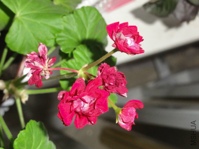 DSC00390.JPG