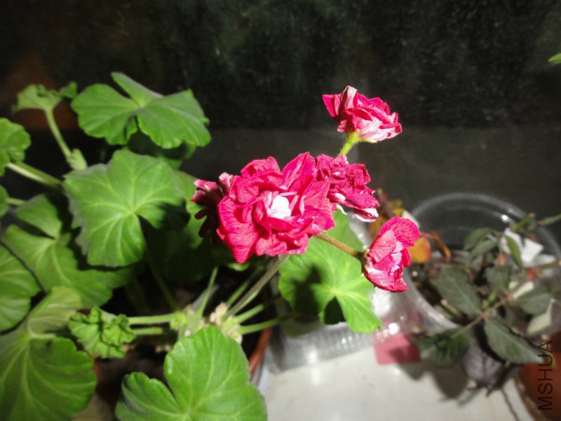 DSC00393.JPG