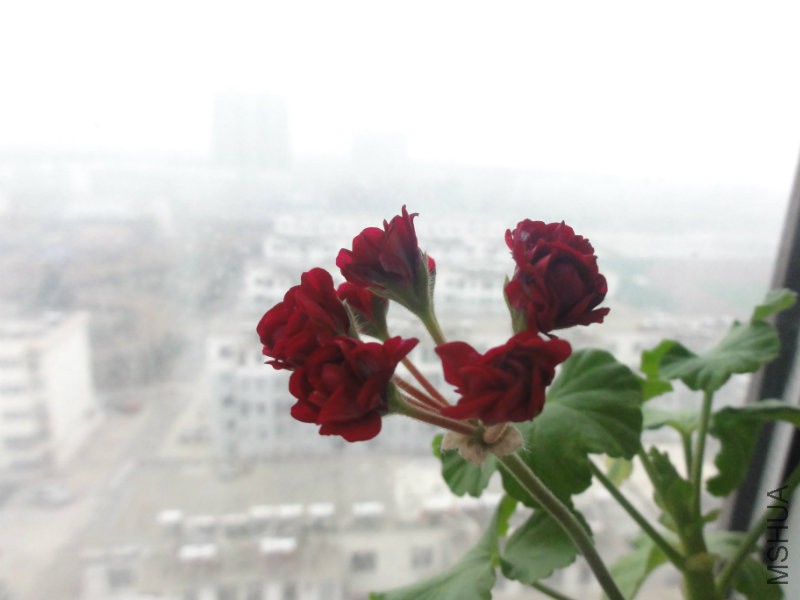 DSC09986.JPG