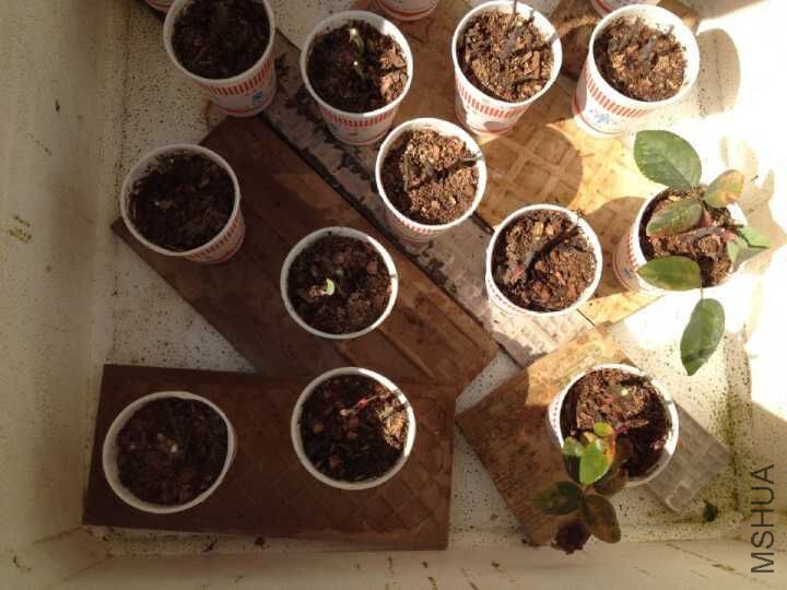 Ǥ����ϸ��Ǳ�Ĥ