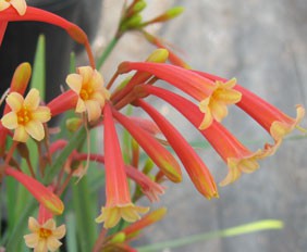 Cyrtanthus suaveolens ���˫ɫ.jpg