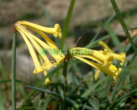 Cyrtanthus mackenii yellow �ơ�ɫ��Ͳ.jpg
