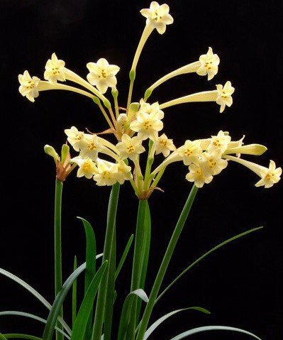 Cyrtanthus mackenii Seeds - Ifafa Lily ��ƻ���Ͳ.jpg