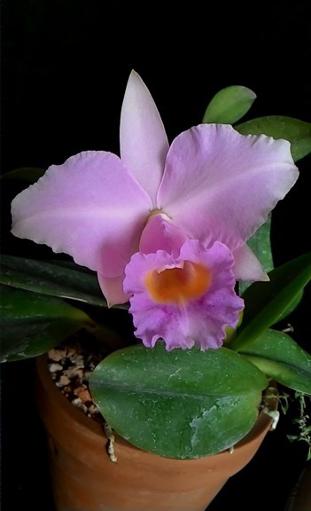 C.chocoensis ��1��.jpg