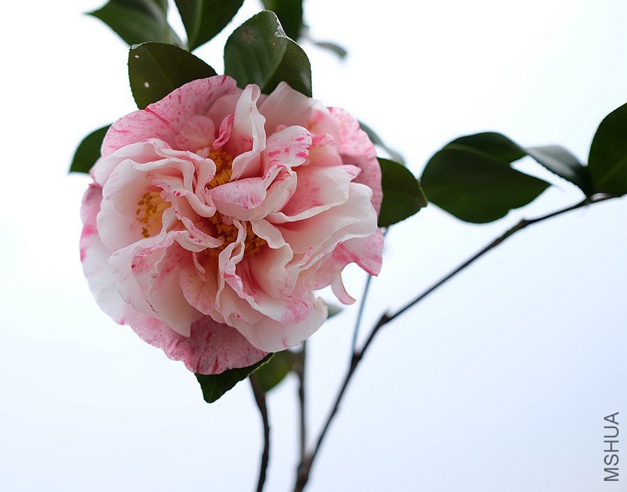 DSCF3778.JPG