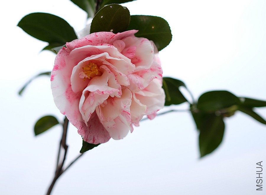 DSCF3795.JPG