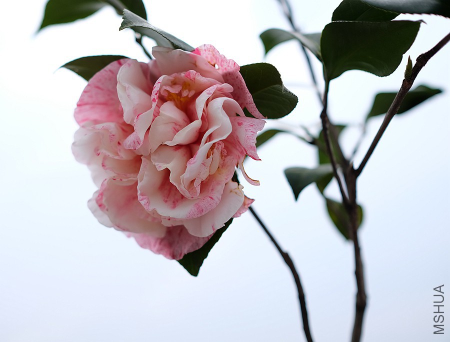 DSCF3800.JPG