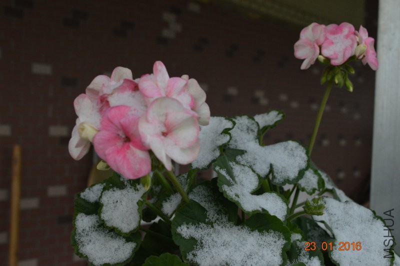 DSC_0095.JPG