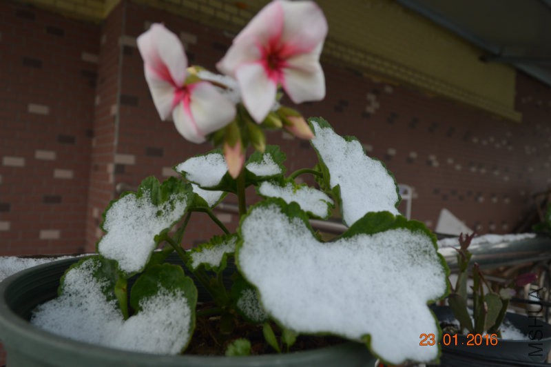 DSC_0092.JPG