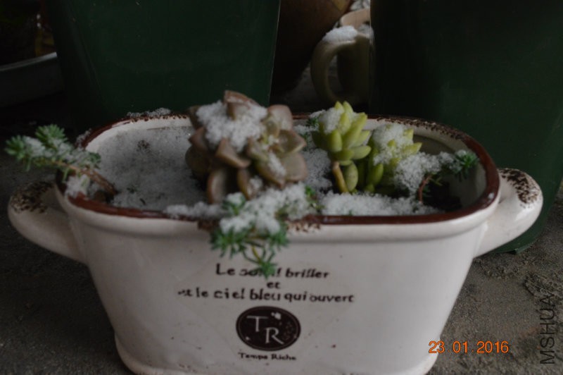 DSC_0101.JPG