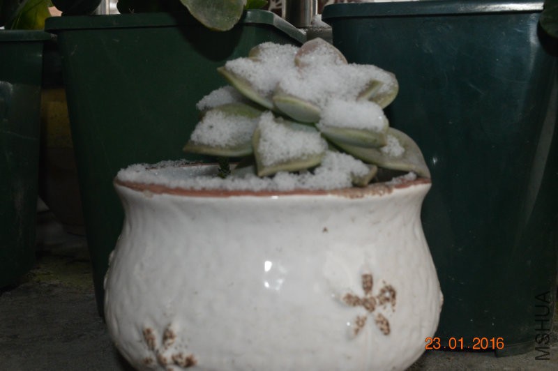 DSC_0102.JPG