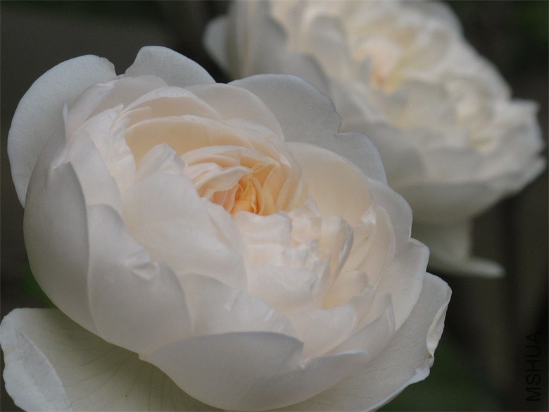 IMG_0063_��ͼ��.jpg