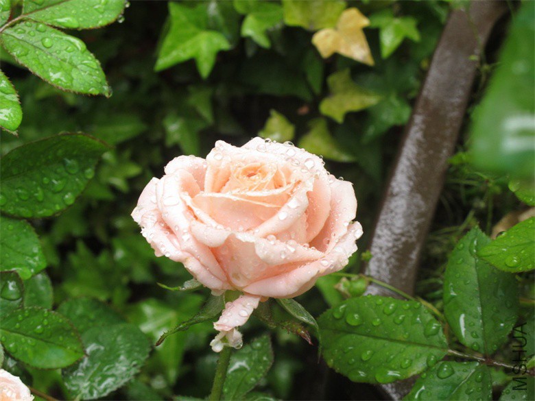 ��Ƭ 014_��ͼ��.jpg
