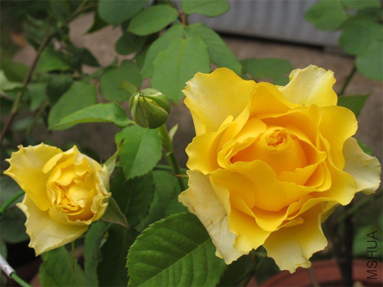 ��Ƭ 054_��ͼ��.jpg