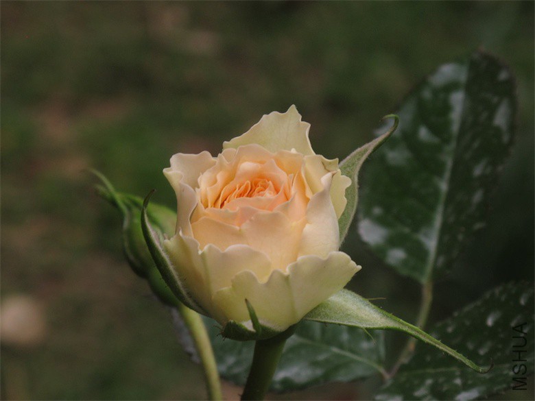 ��Ƭ 575_��ͼ��.jpg