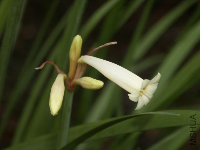 Cyrthanthus mackenii��ɫ��Ͳ.jpg