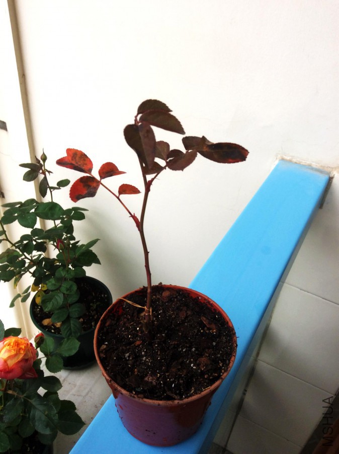 2016-01-23-162538.jpg