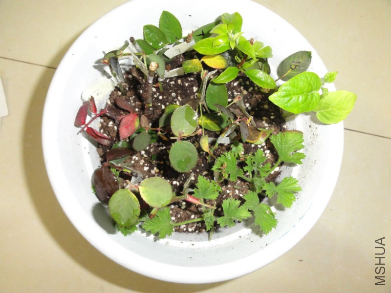 DSC00412.JPG