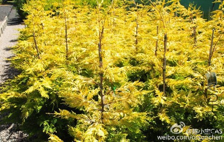 d18b509bgw1f09tte9k0nj20pl0g57c6 (1).jpg