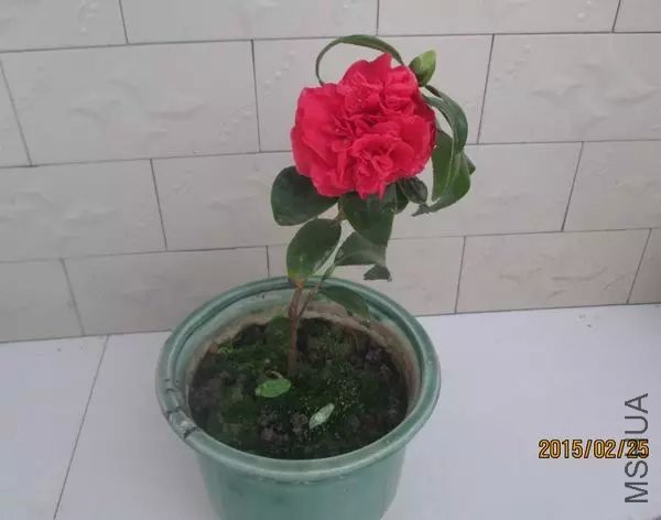 psb (1).jpg