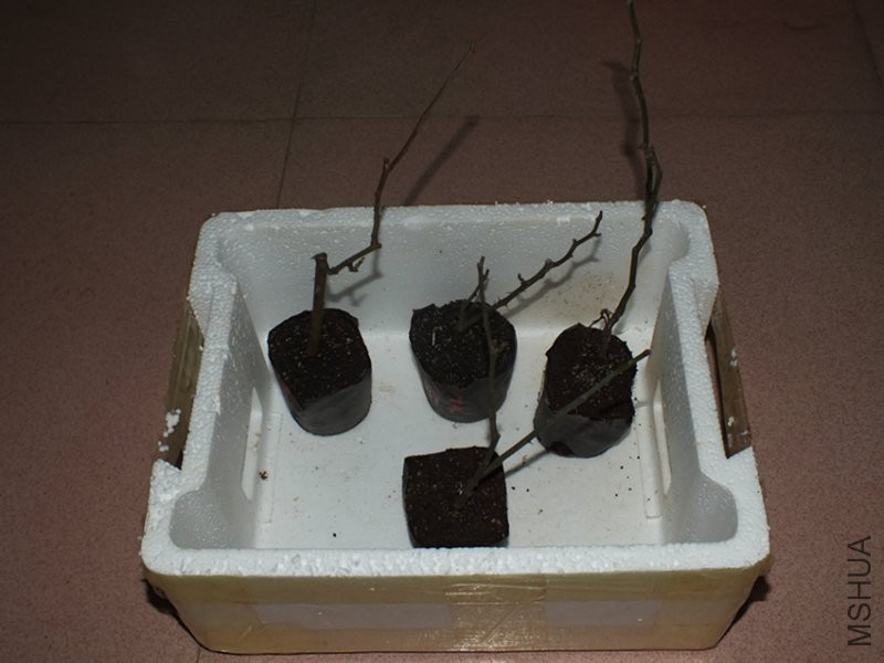 DSCF9272.JPG