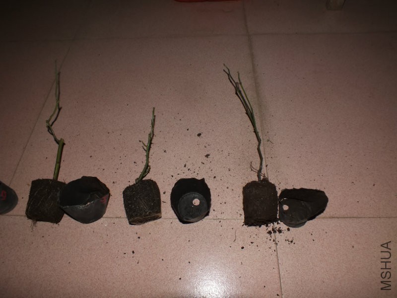 DSCF9275.JPG