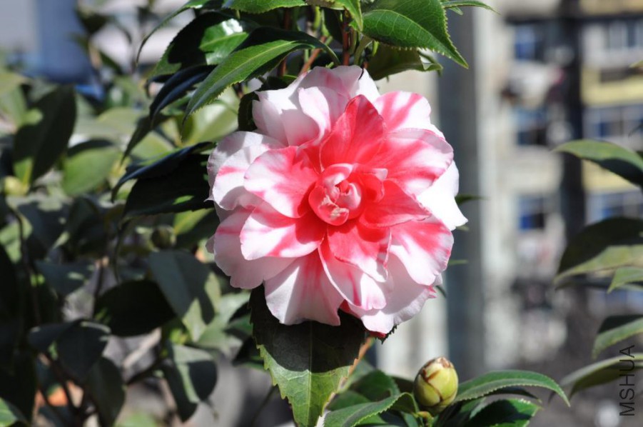 ����˹ (15).JPG