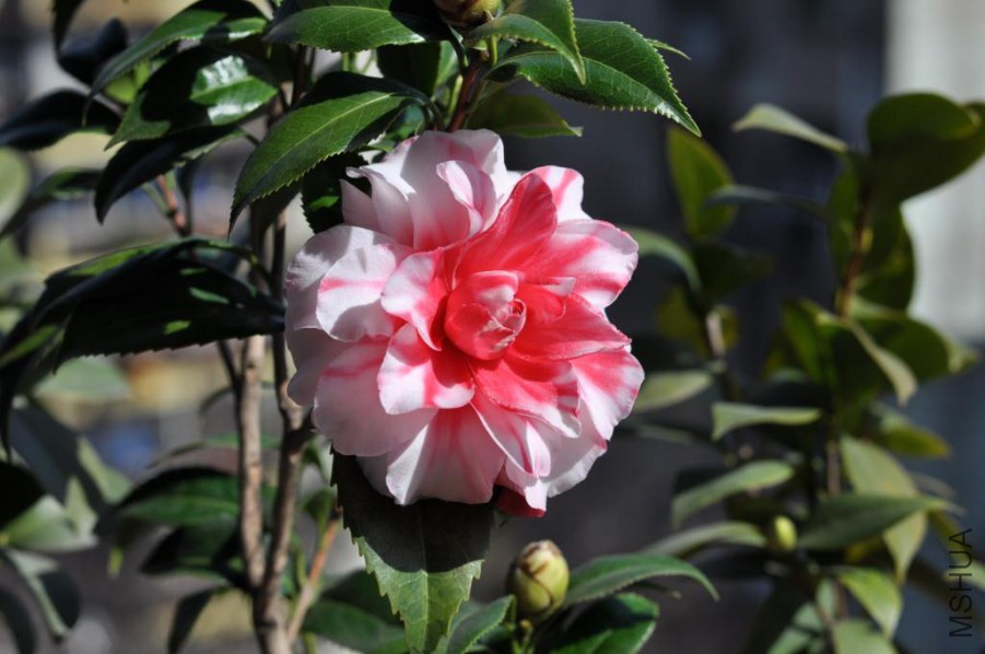 ����˹ (17).JPG