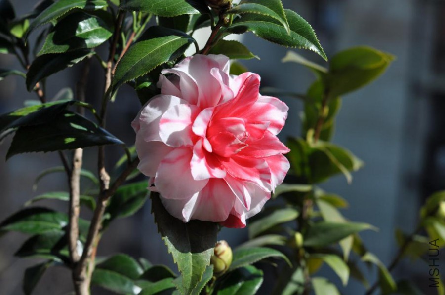 ����˹ (16).JPG